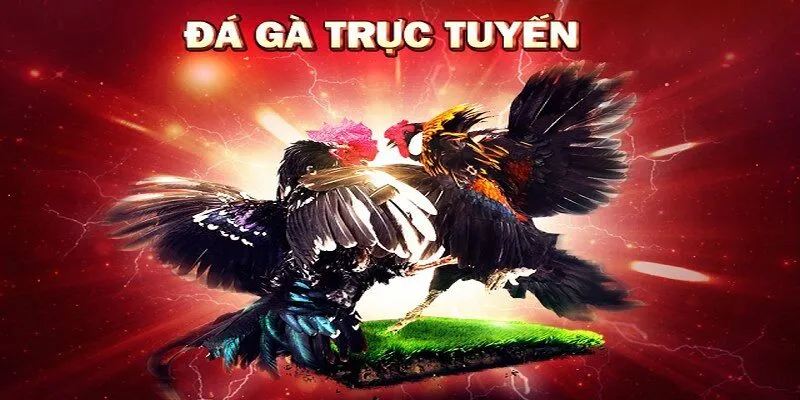 Nghiên cứu kỹ thông tin về gà đá trước khi đặt cược