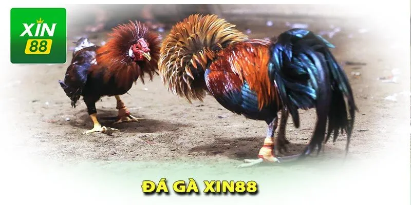 da-ga-cua-dao